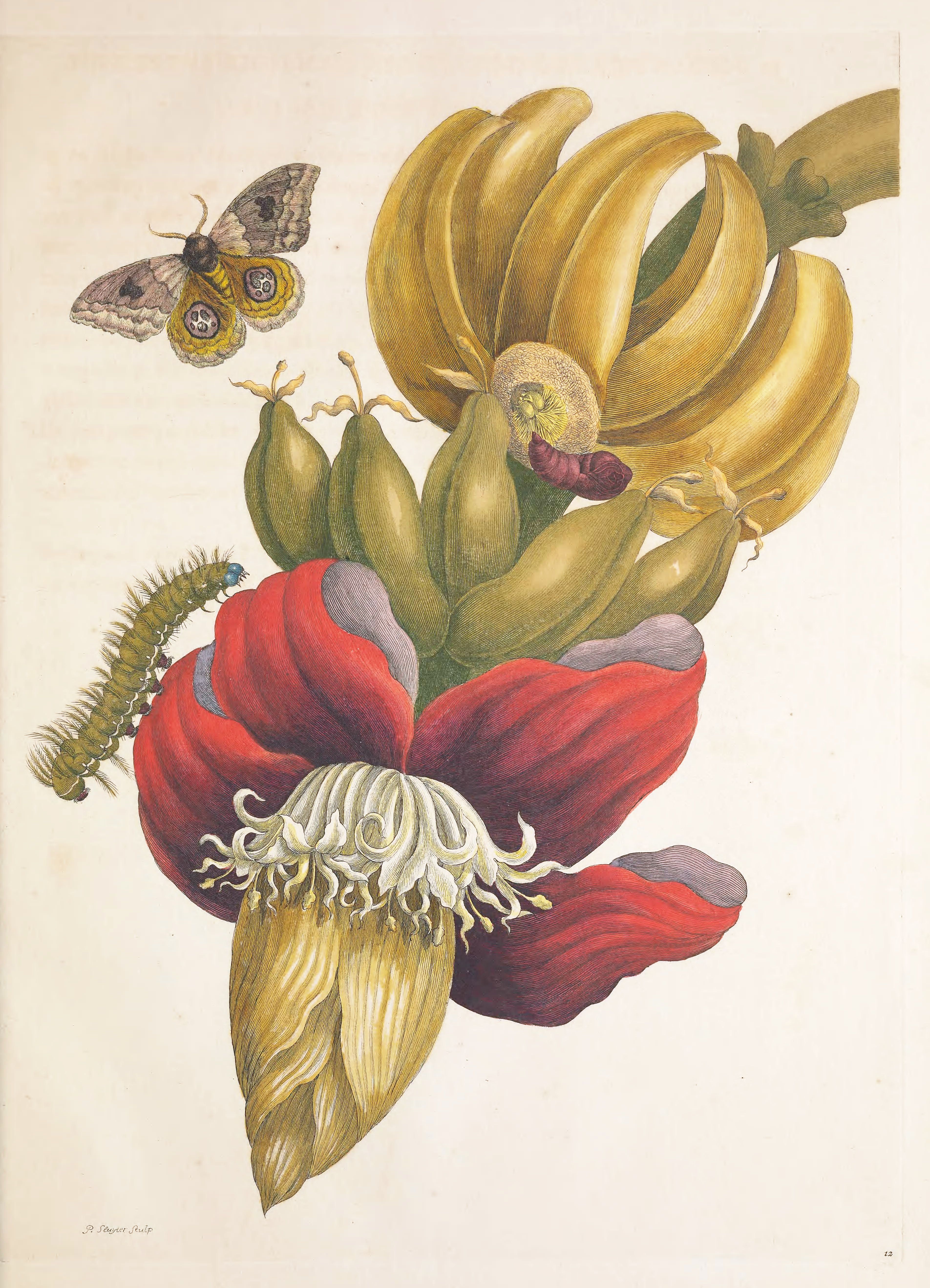 Vintage botanical illustration of a banana plant with a moth and caterpillar.