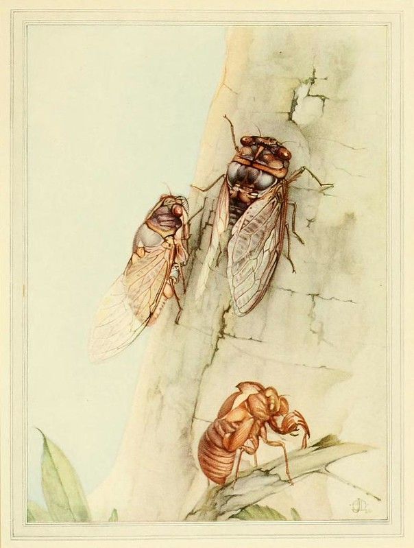 Vintage watercolor illustration of cicadas in different stages of life on tree bark.