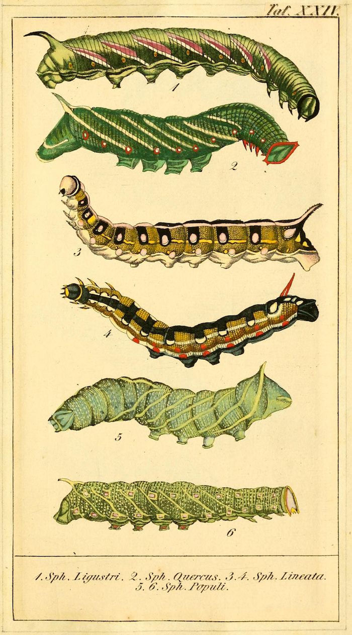 A vintage illustration of six different caterpillars, each depicted in a detailed, side-view profile. The caterpillars vary in color and pattern, but all are rendered in a hand-colored, scientific style.