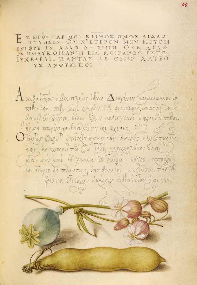 A page from an old book with handwritten text and a botanical illustration of a plant with a green fruit and pink flowers.