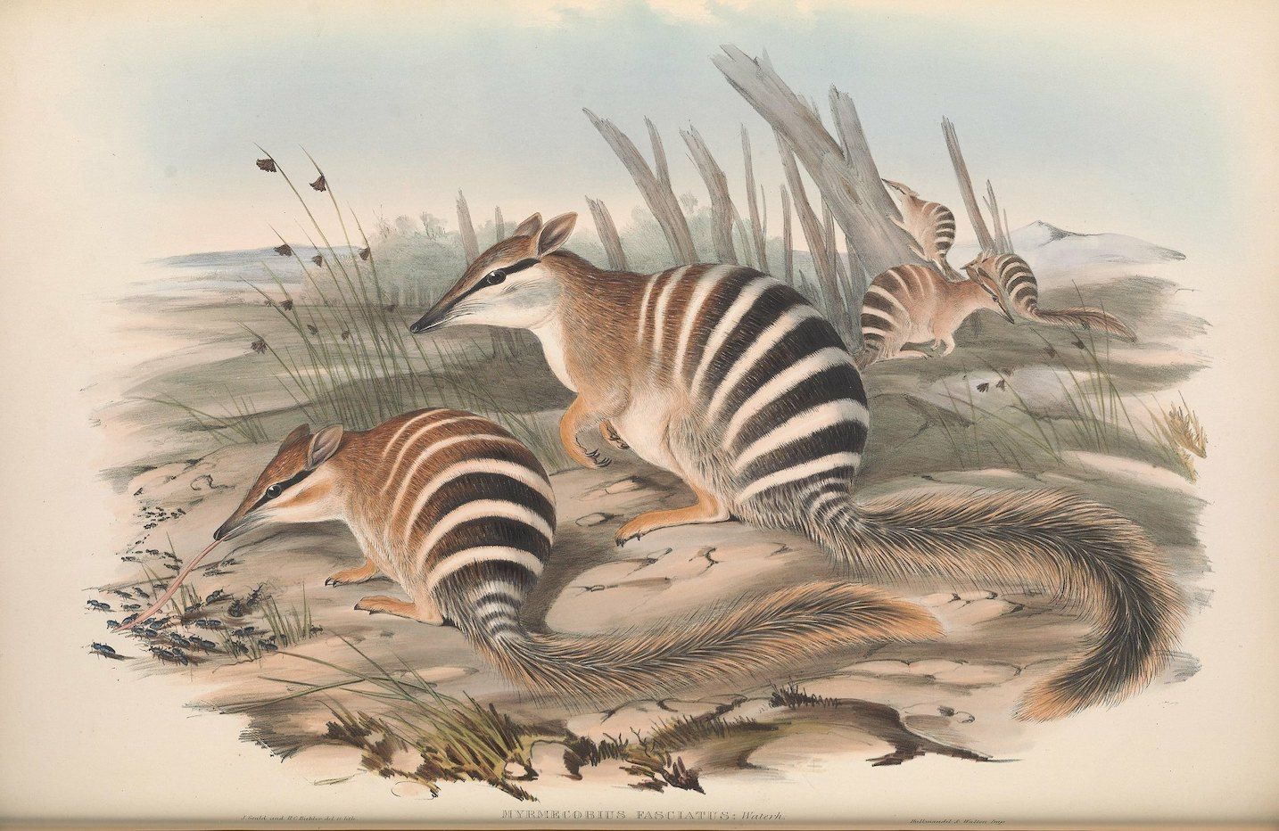 Vintage illustration of three banded anteaters in a grassy landscape.