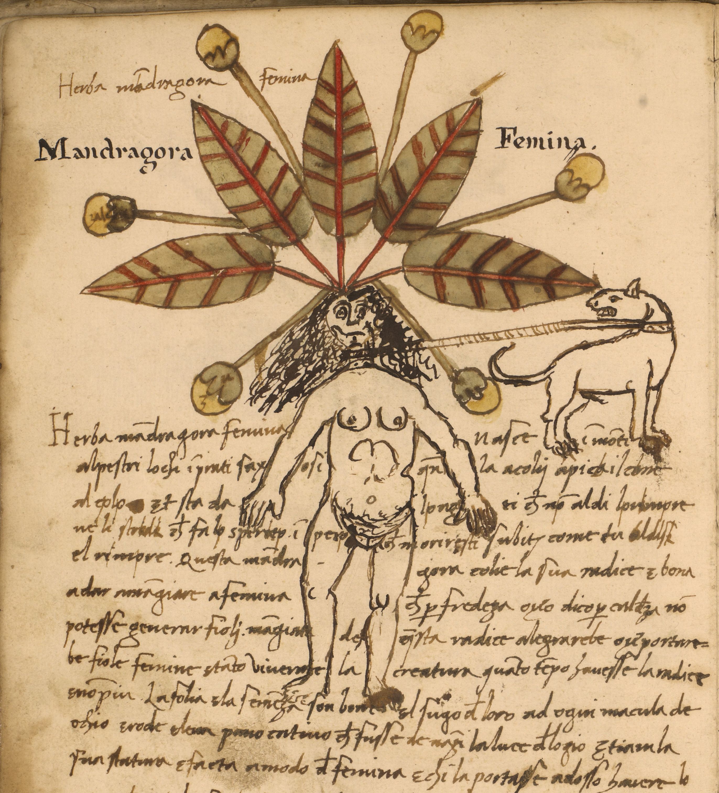 A vintage illustration of a mandrake root personified as a female figure, surrounded by circular motifs and animals, with handwritten text in Latin.
