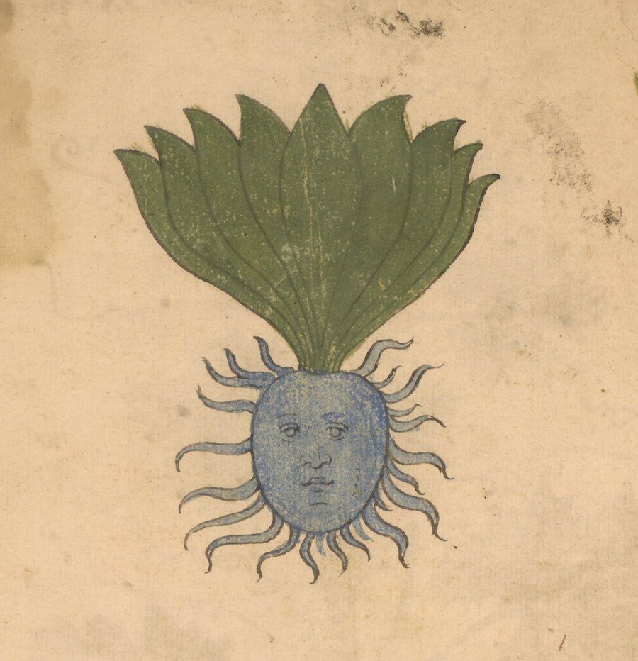 Vintage botanical illustration of a plant with a human face and green leaves.