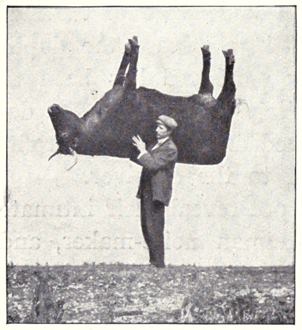 A vintage black and white photograph of a man levitating a goat in a field.