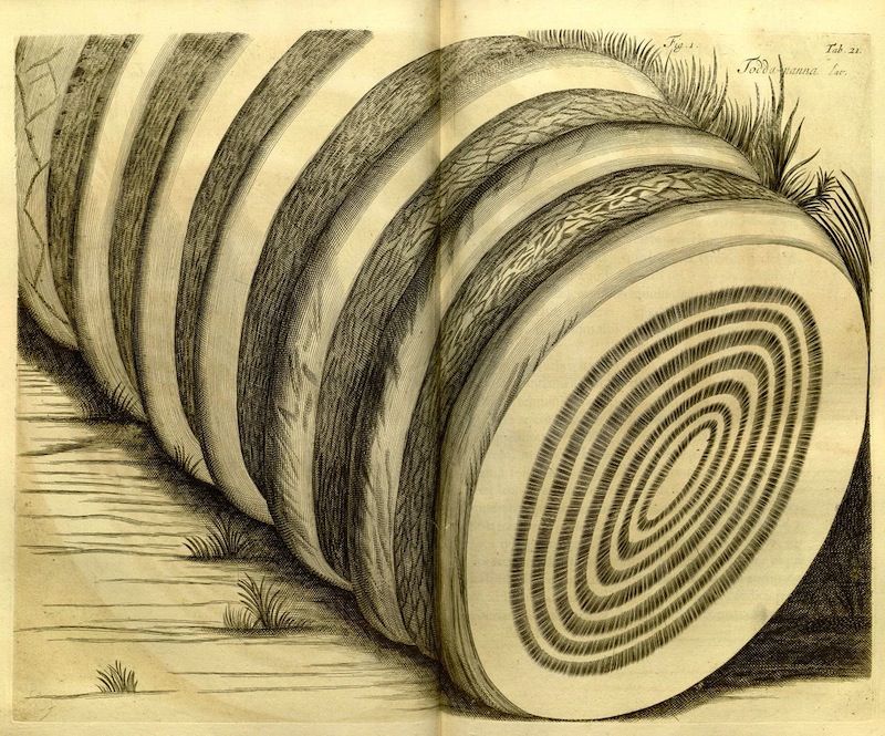 Vintage illustration of a tree trunk cut to reveal its growth rings, lying on a grassy ground.