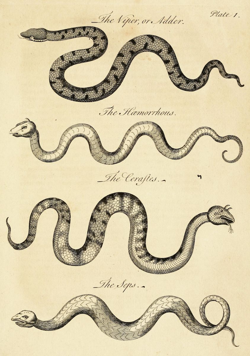 Vintage illustration of four different snake species: Viper, Hemorrhous, Ceraftes, and Seps, labeled with their names in cursive handwriting.