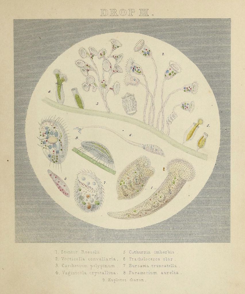 Vintage scientific illustration of nine different microorganisms labeled 1-9 with their scientific names.