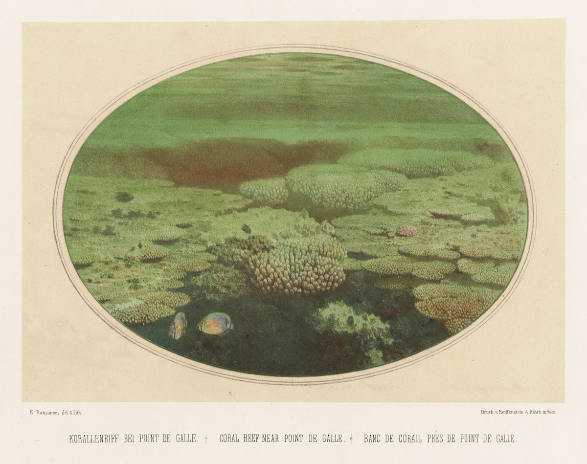 Vintage photograph of a coral reef with two colorful fish.