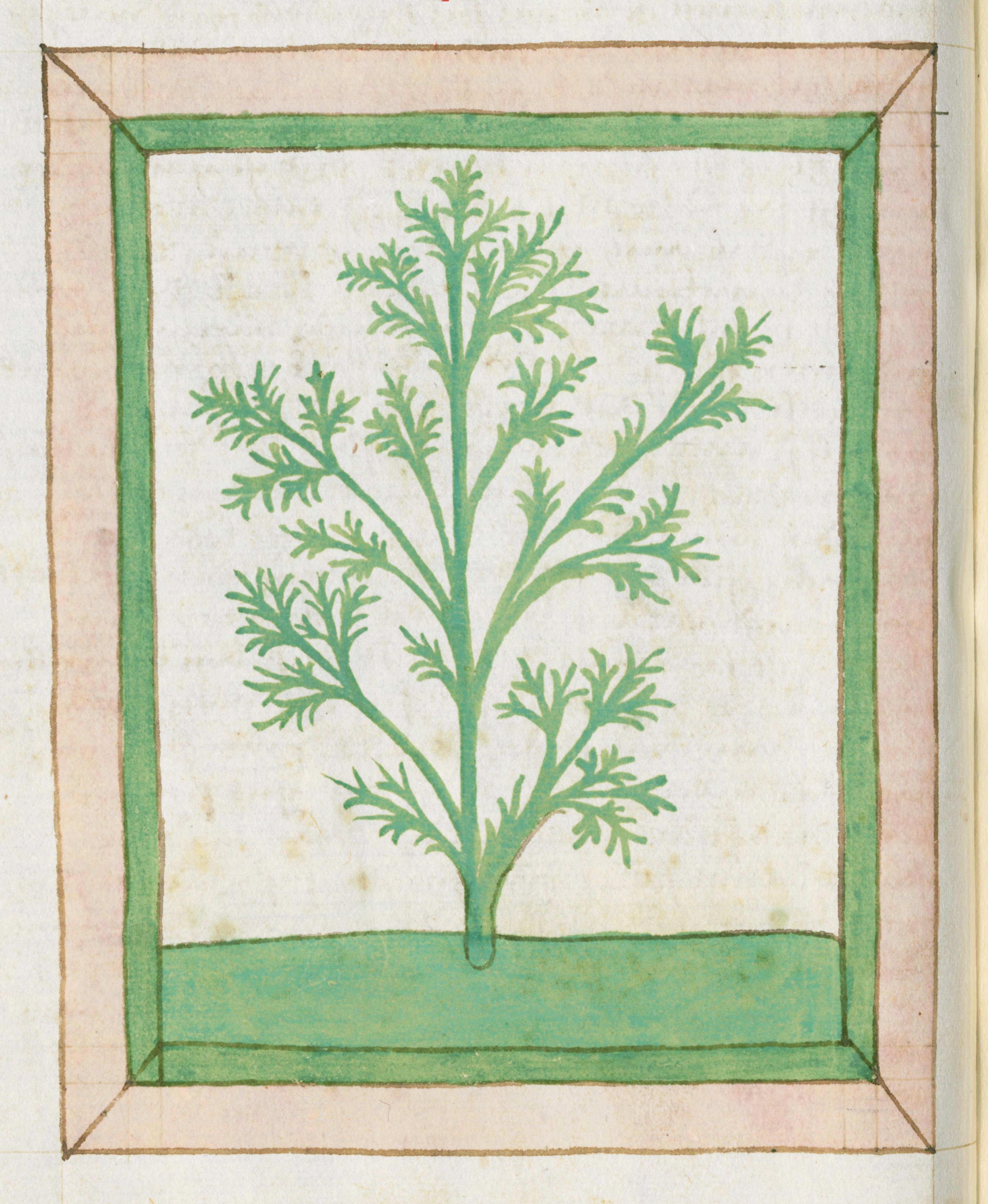 A vintage botanical illustration of a plant, likely dill or fennel, set within a decorative green frame.