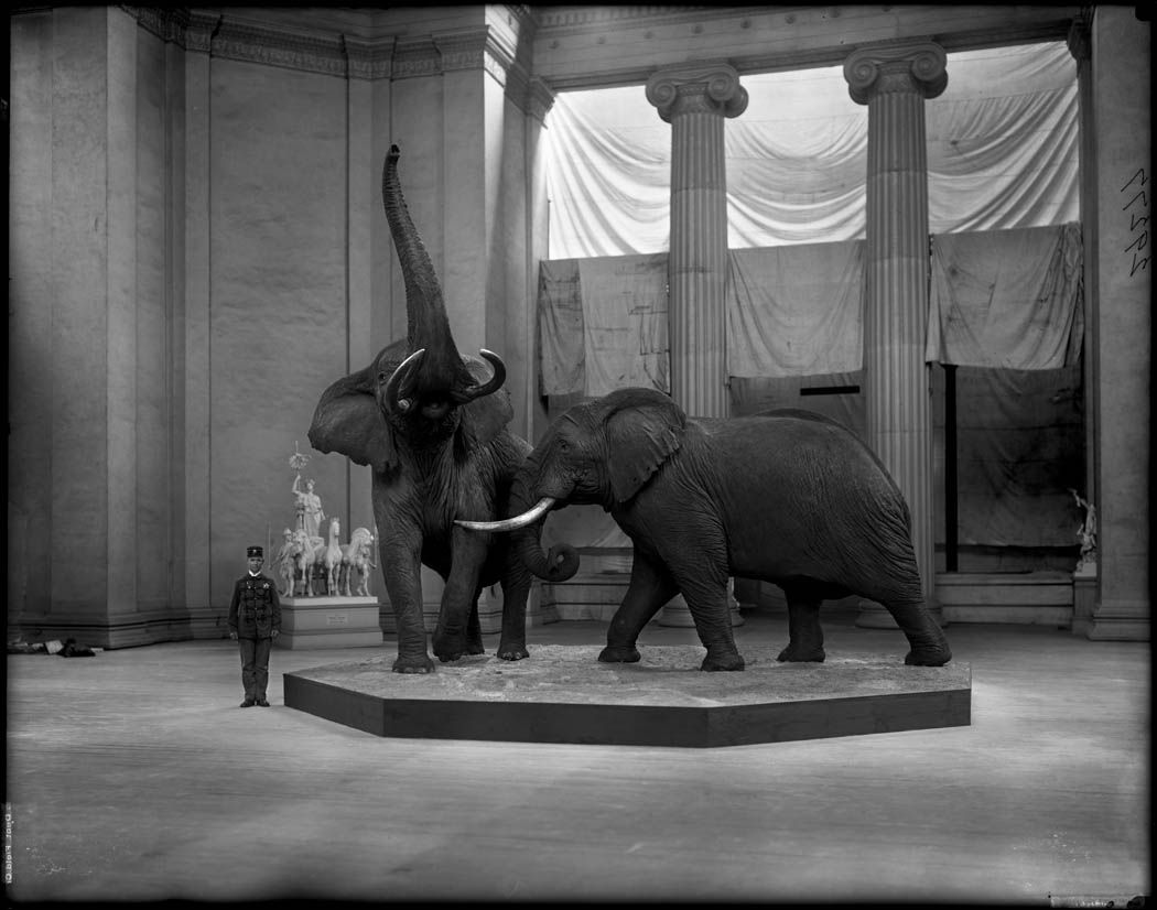 Black and white photograph of two elephant statues in a grand museum hall.