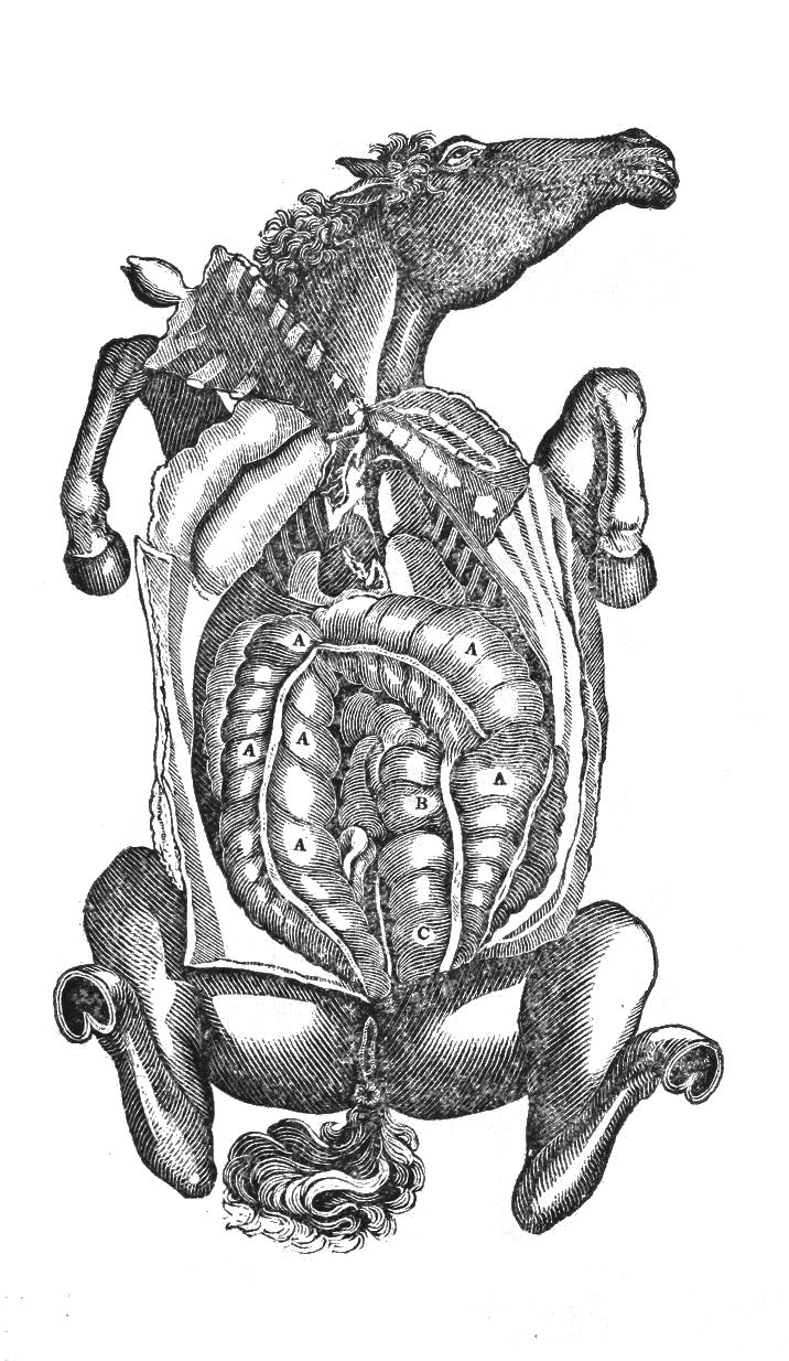 Vintage anatomical illustration of a horse with its internal organs exposed and labeled.