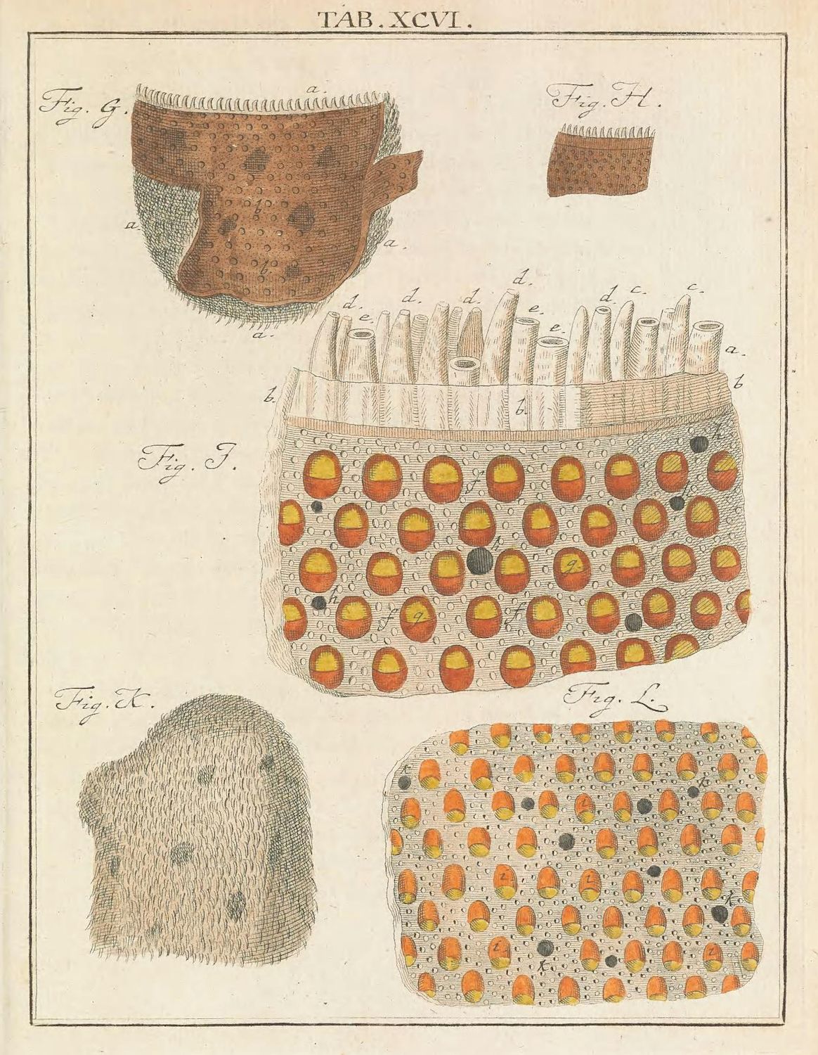 A vintage scientific illustration depicting scabies mites on human skin. The illustration includes cross-sections of the scalp, magnified views of skin patches, and detailed depictions of the mites themselves.