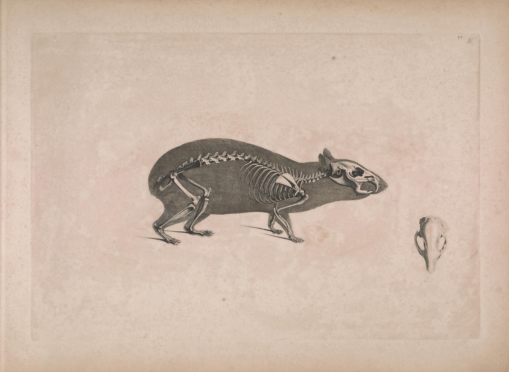 Vintage illustration of a capybara skeleton and its skull.