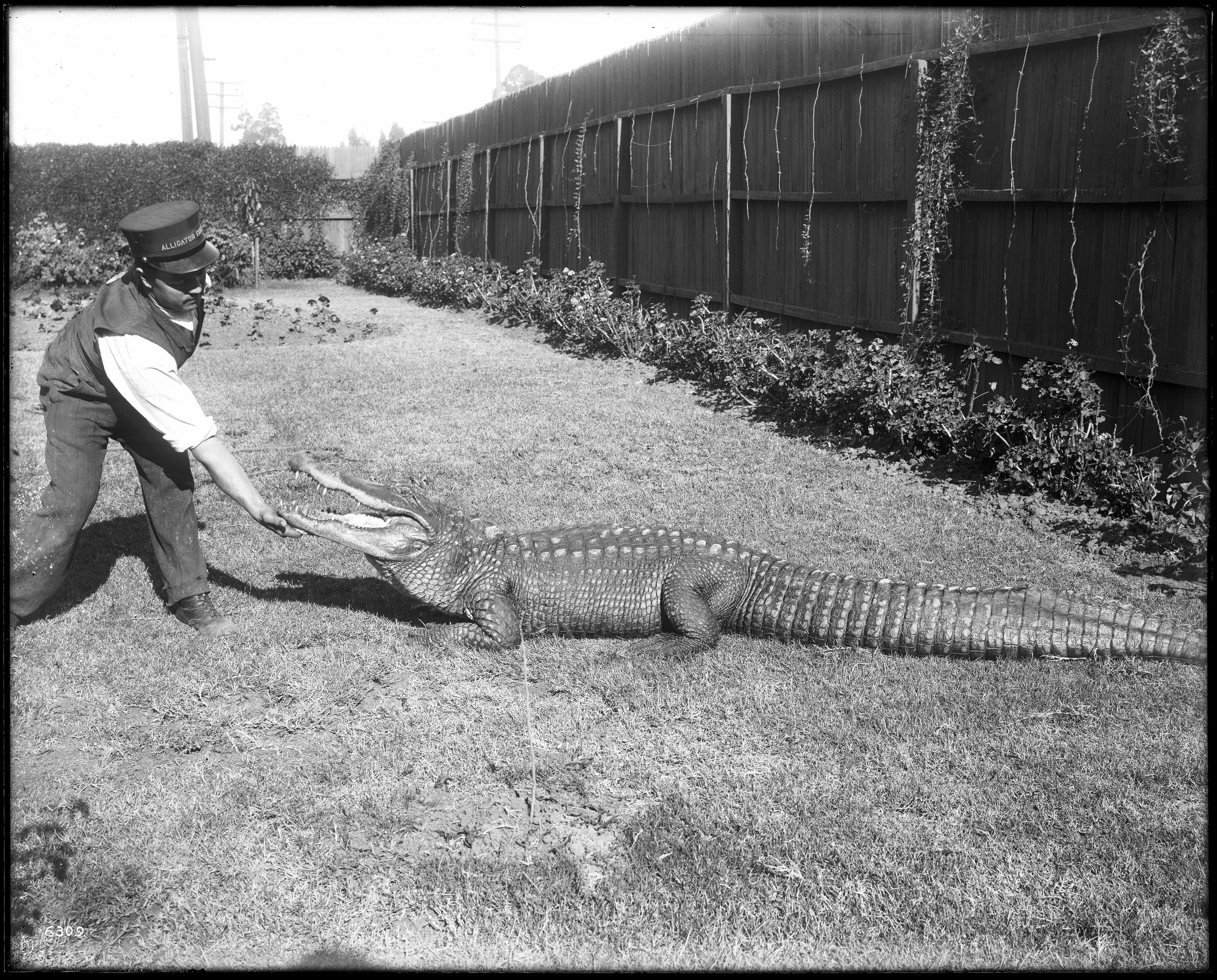 A vintage black and white photograph of a man touching an alligator on a grassy field with a wooden fence and trees in the background.