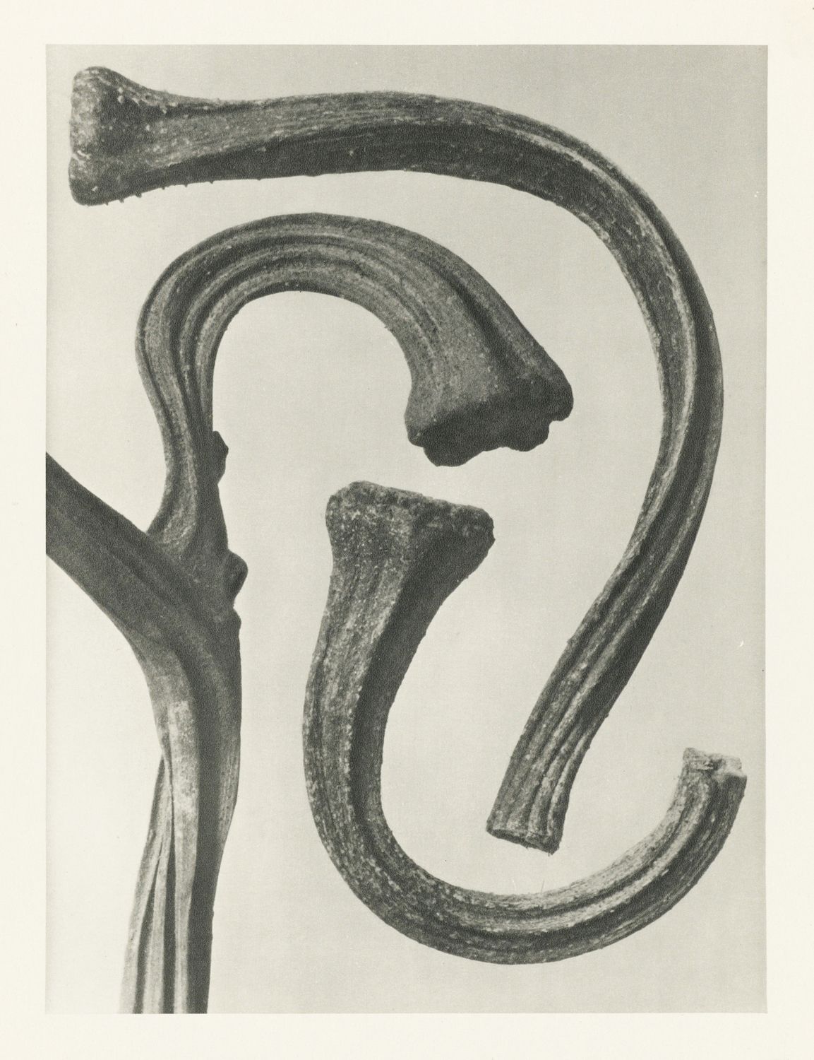 Close-up, monochromatic photograph of twisting plant stems or branches.