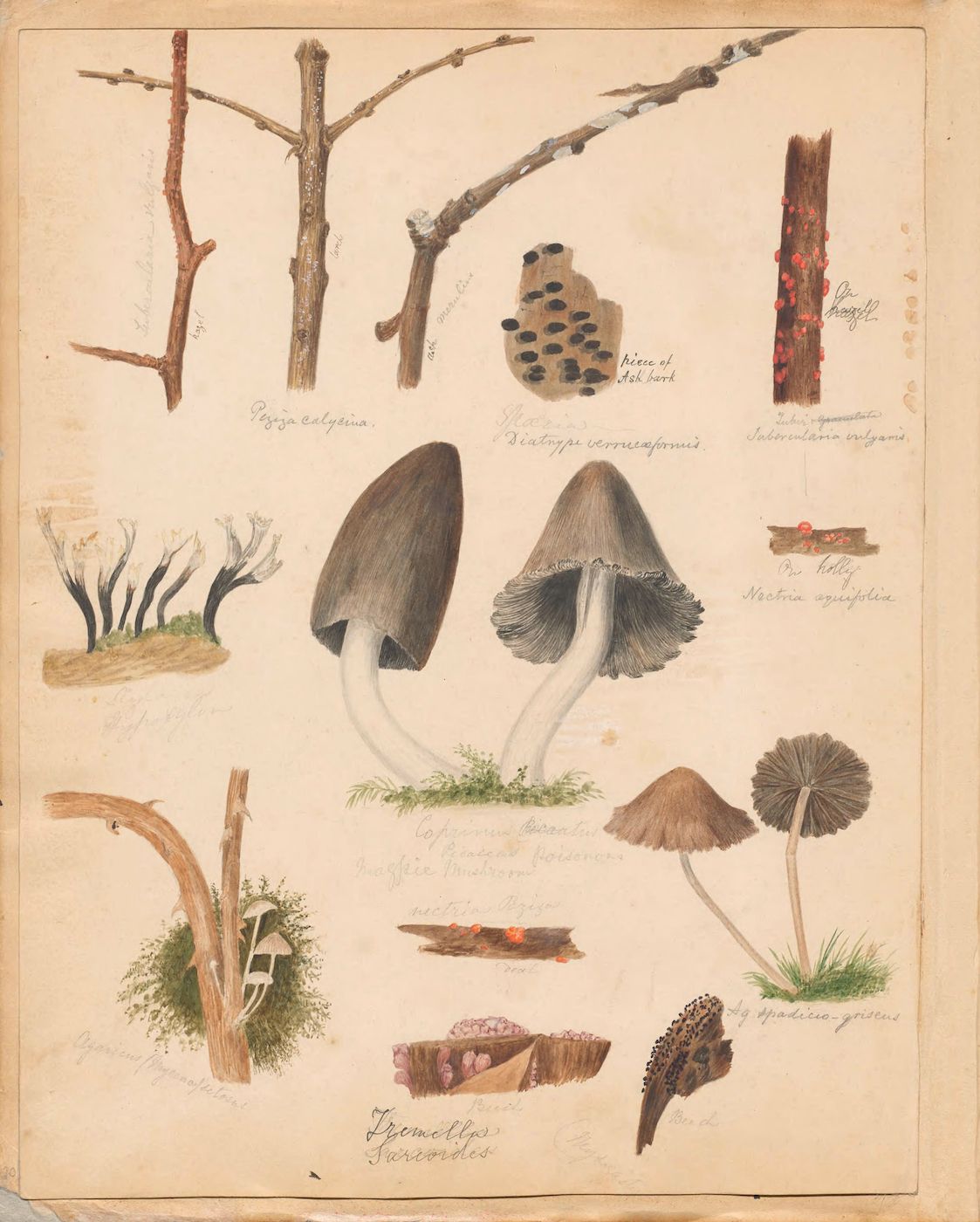 A vintage botanical illustration featuring various types of fungi and plant life.