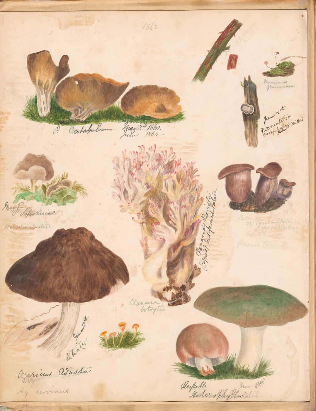 A vintage botanical illustration on a cream-colored paper page featuring a collection of detailed drawings of various mushrooms and fungi.