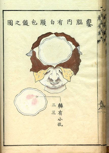 An old anatomical illustration of a brain with accompanying text.