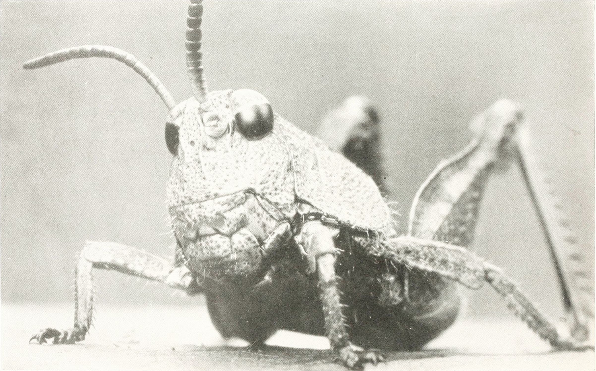 Close-up black and white photograph of a grasshopper.