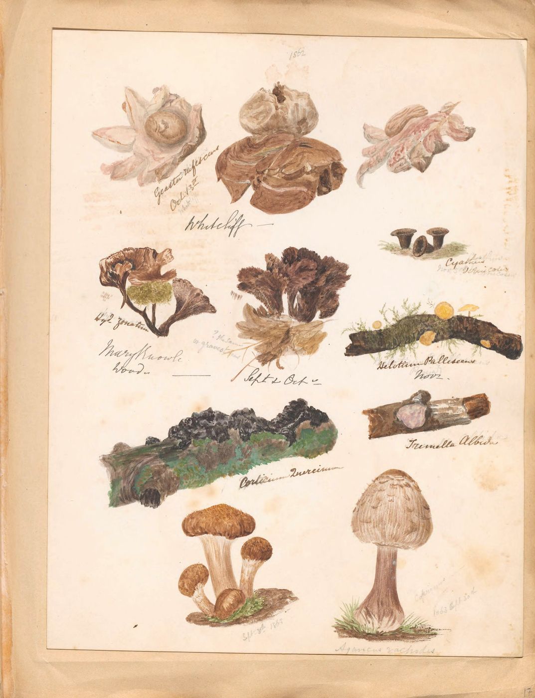 A vintage botanical illustration on a cream-colored page featuring a collection of various mushrooms and plant specimens, meticulously drawn and painted in shades of brown, green, and pink.