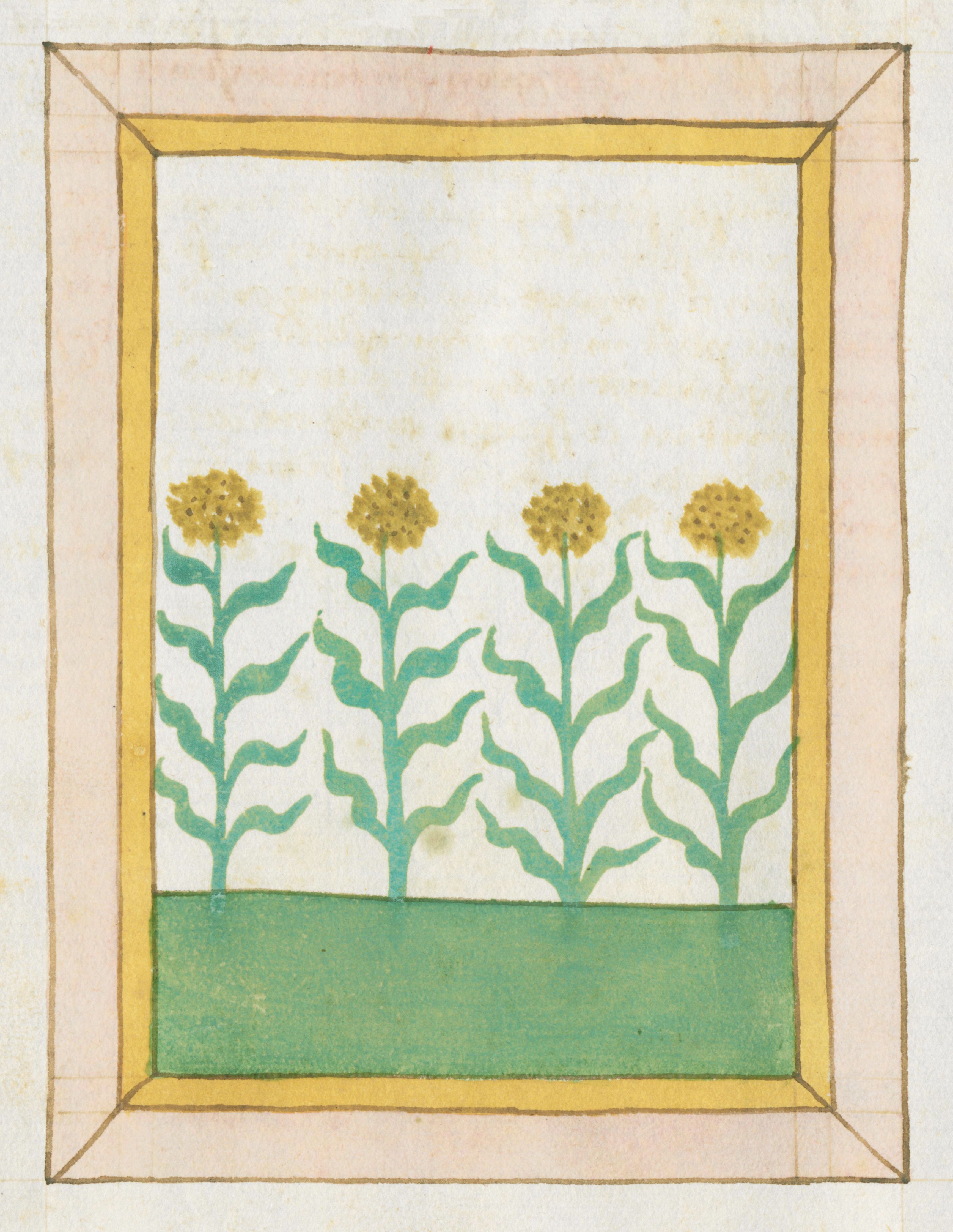 A medieval-style illustration of four yellow-flowered plants growing from a green base, framed by a double yellow border.