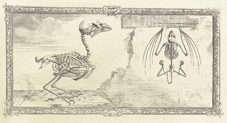Vintage engraving of bird and bat skeletons.