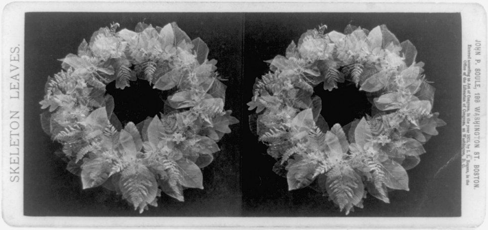 Stereograph photograph of two wreaths made of skeleton leaves.