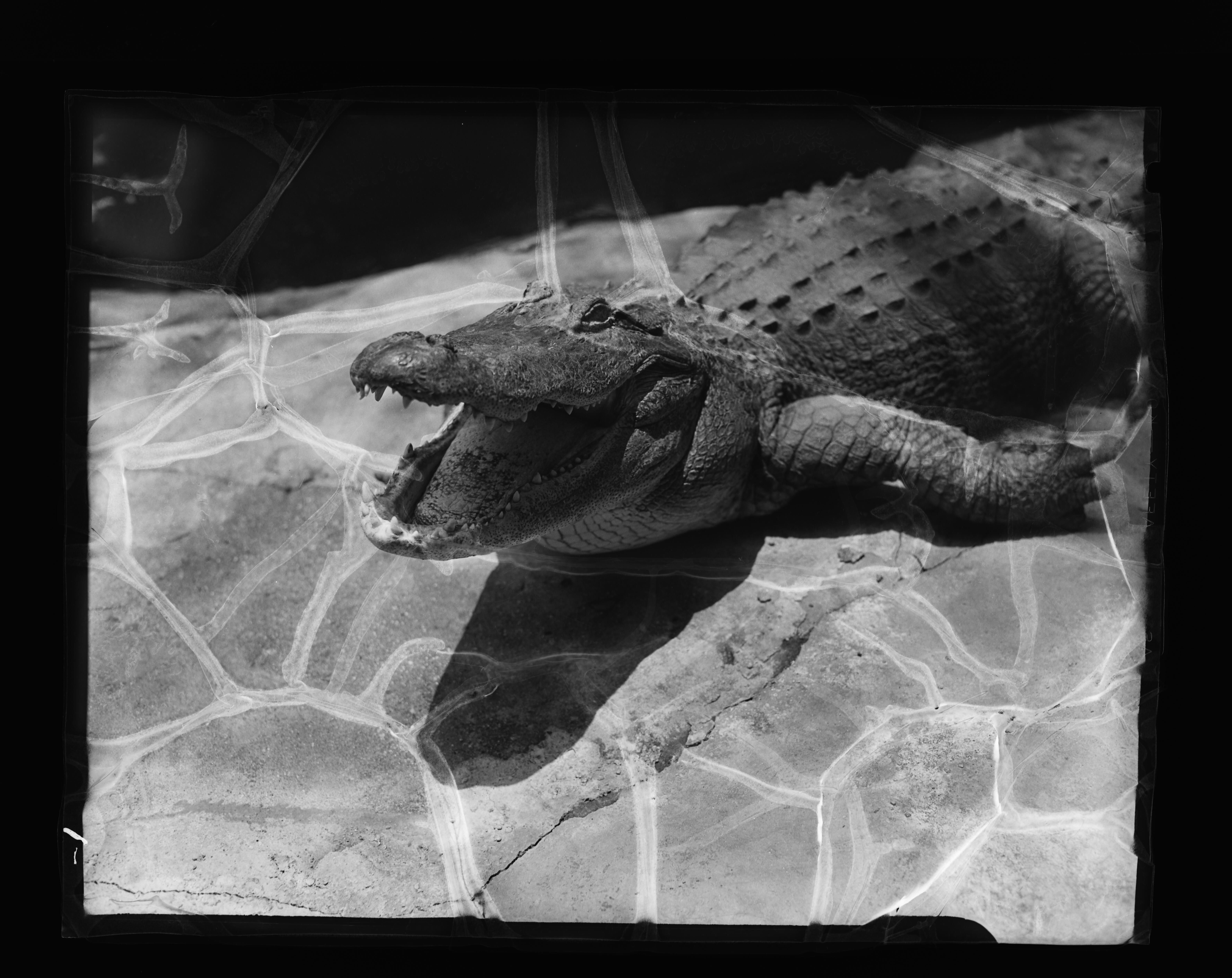 Black and white photograph of an alligator in water.