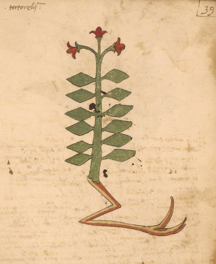 Vintage botanical illustration of a plant with a green stem, jagged leaves, and red flowers, on a cream-colored page.
