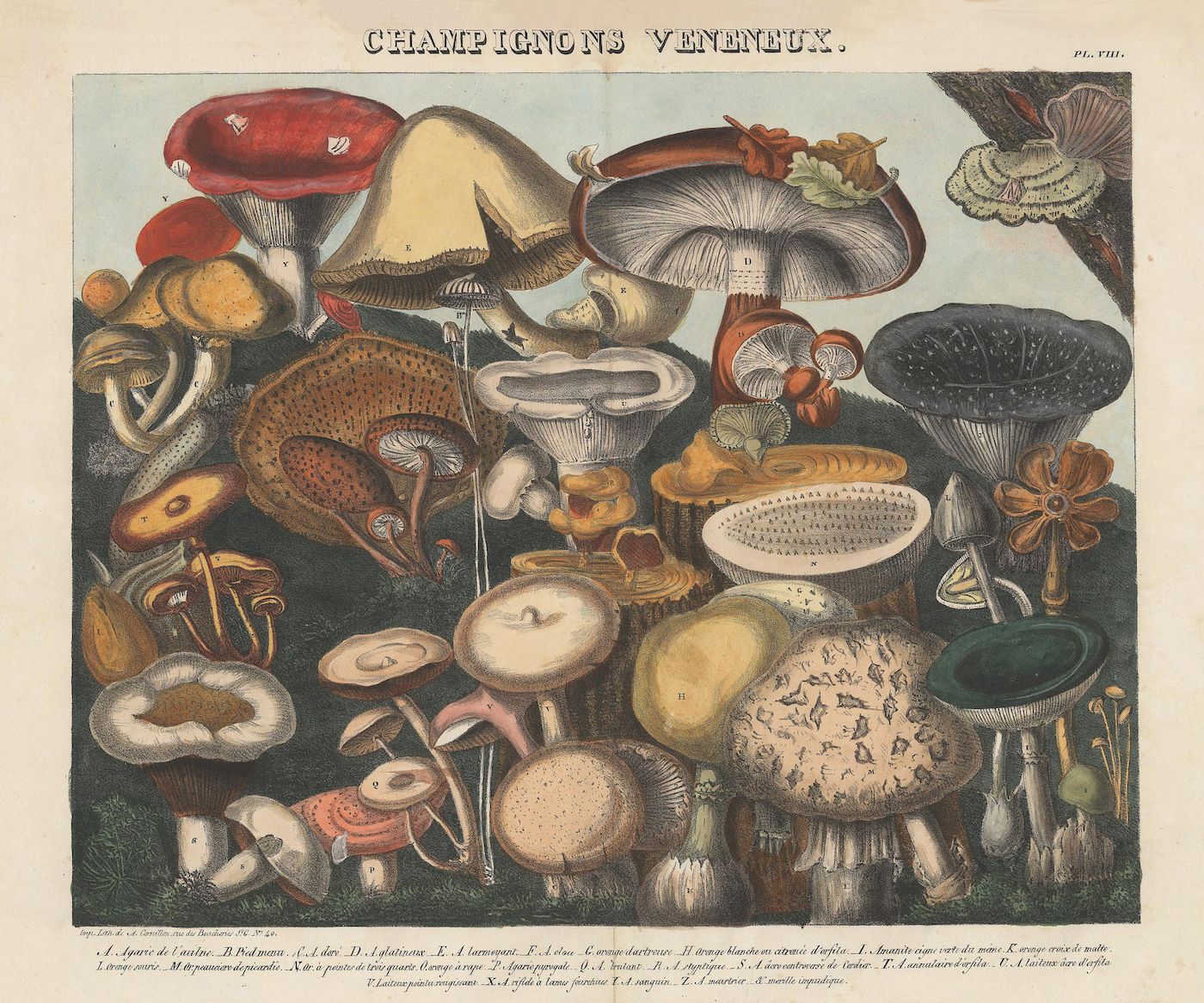 Vintage botanical illustration of poisonous mushrooms, labeled with scientific names.