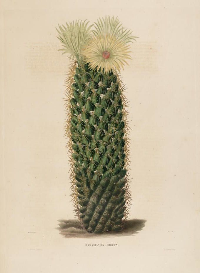 Vintage botanical illustration of a Mammillaria erecta cactus with pale yellow flowers.