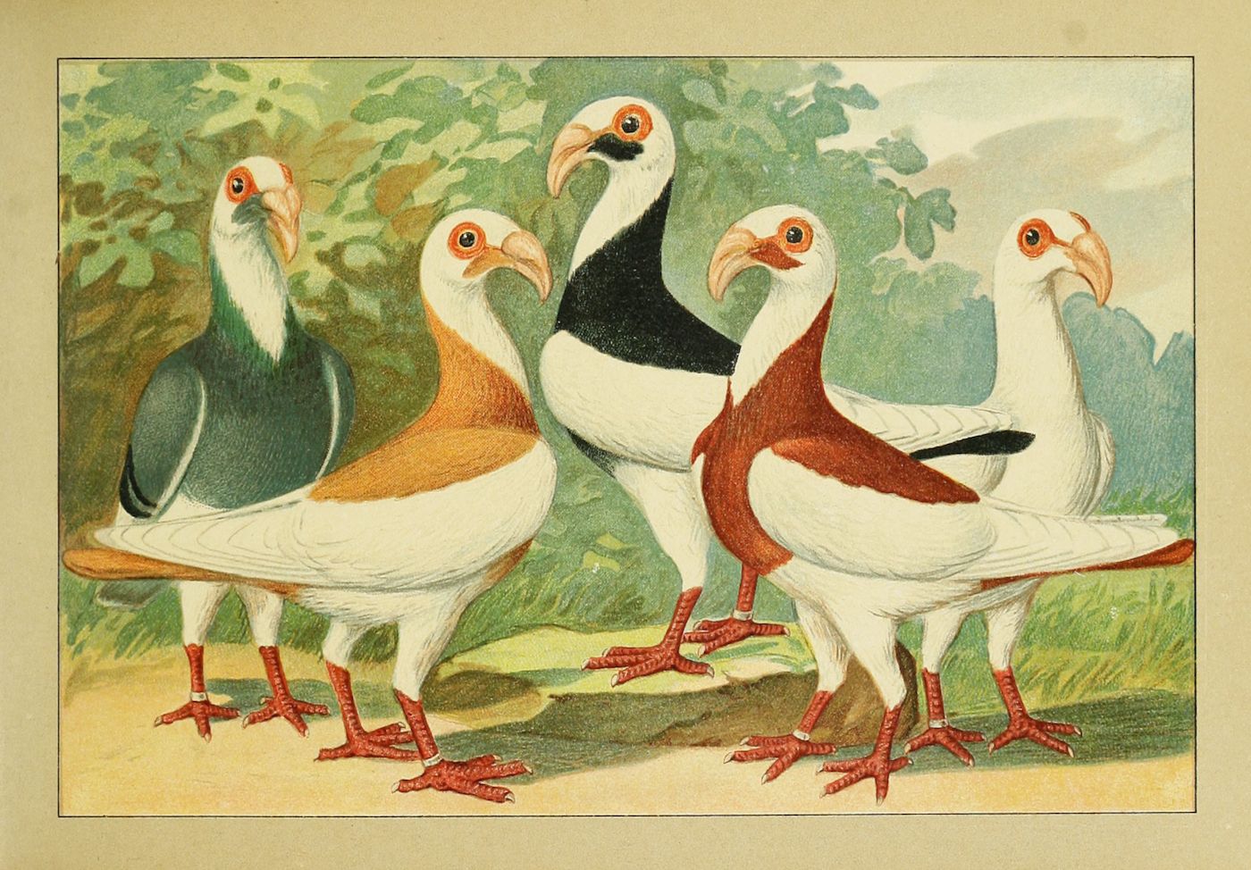 Vintage illustration of five pigeons with unique color variations standing in a grassy area.