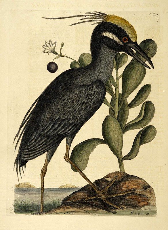 Vintage illustration of a black bird with a golden crown perched on a mound of earth with a green plant.