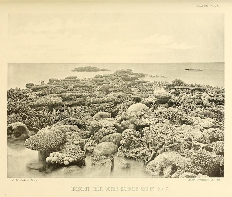 A vintage photograph of a coral reef with islands in the distance.