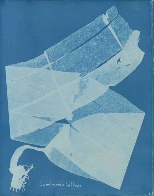 cyanotype of a plant specimen with handwritten text