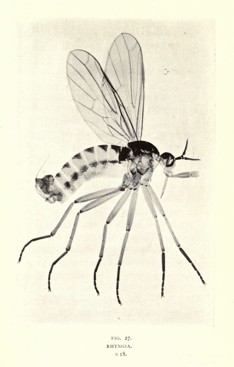 Vintage scientific illustration of a fly with detailed anatomy, labeled 'FIG. 27. RHYNGIA.' and 'x 18.'