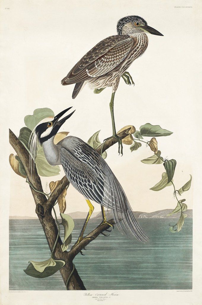 Vintage illustration of two Yellow-crowned Night-Herons perched on a branch over water.