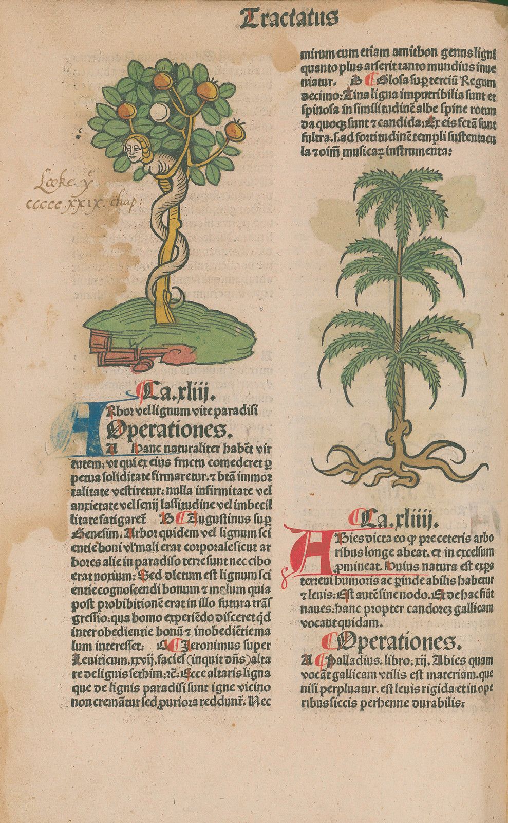 A page from a medieval manuscript with illustrations of a fruit tree and a plant, surrounded by dense Latin text and decorative borders.