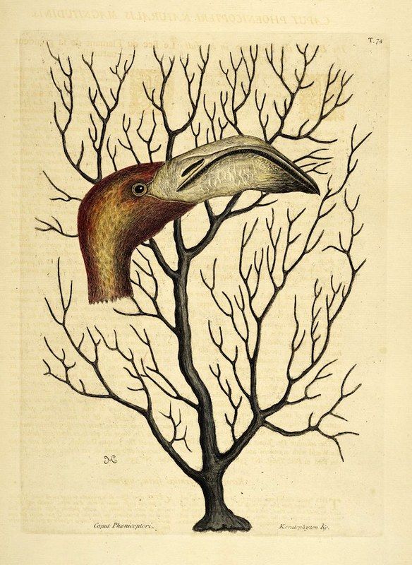 Vintage illustration of a bird emerging from a tree.