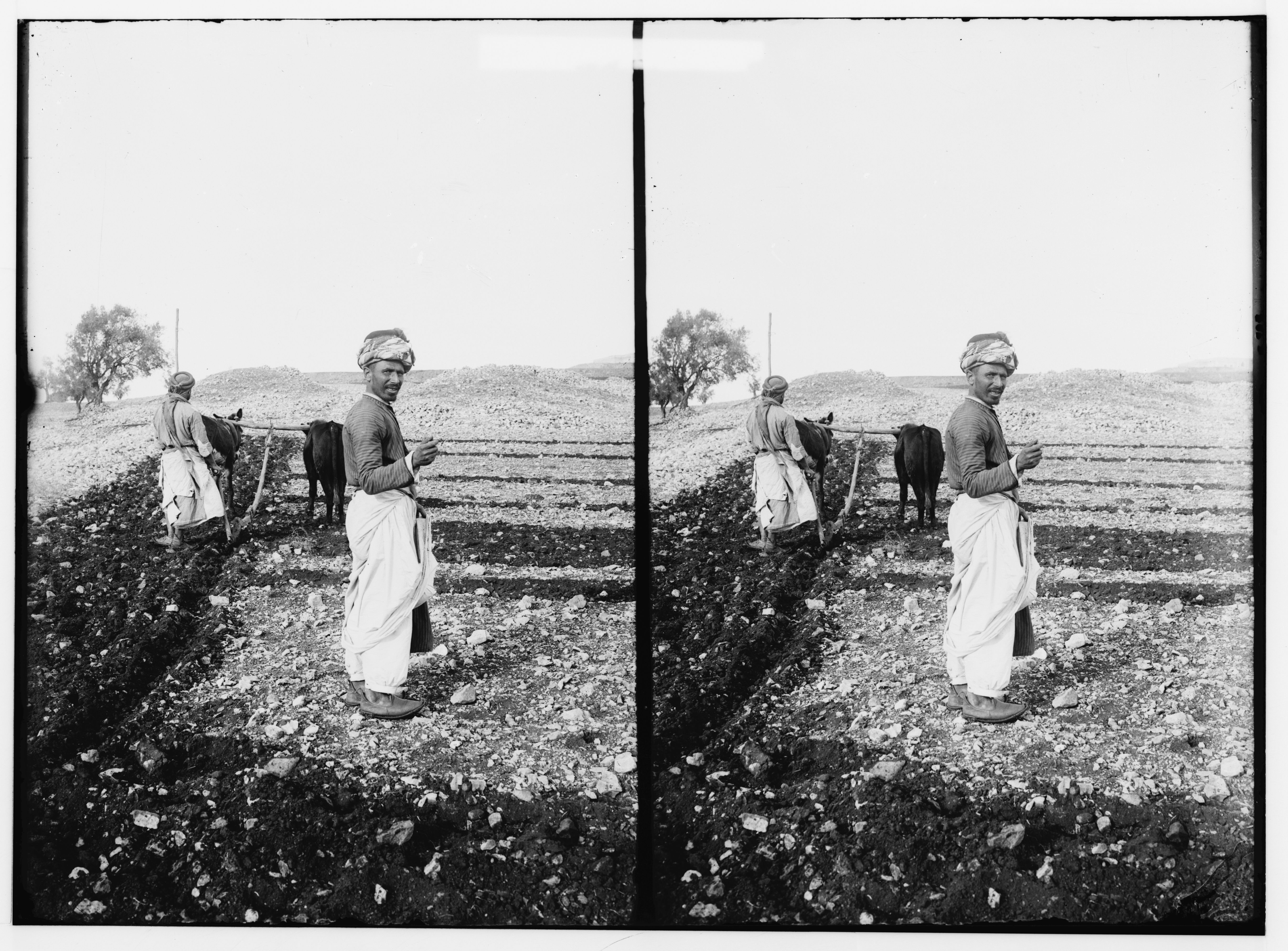 Stereoscopic photograph of two men plowing a field with oxen.