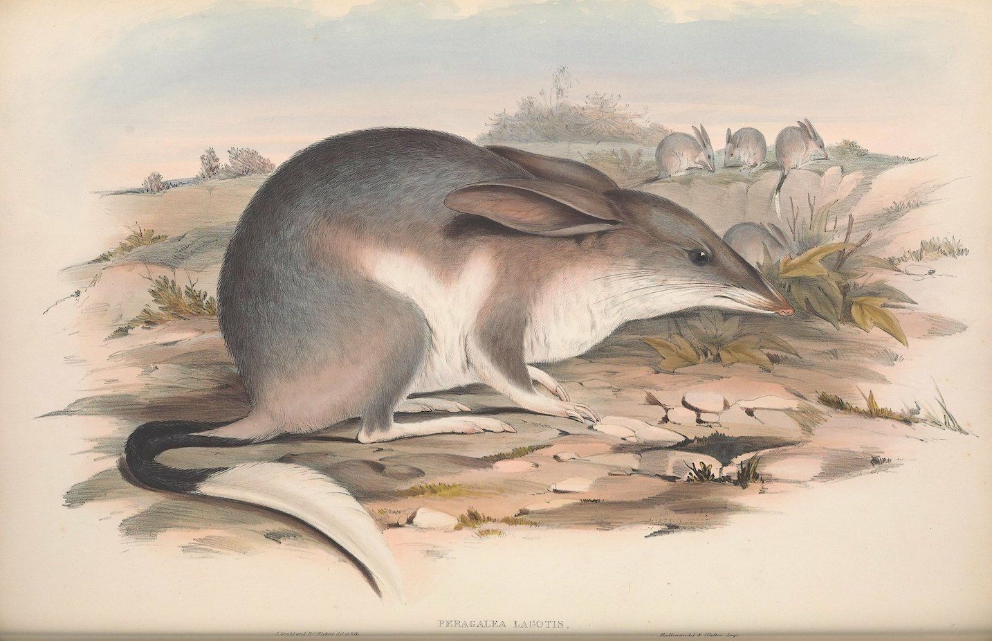 Vintage illustration of a quoll, a carnivorous marsupial, in its natural habitat.