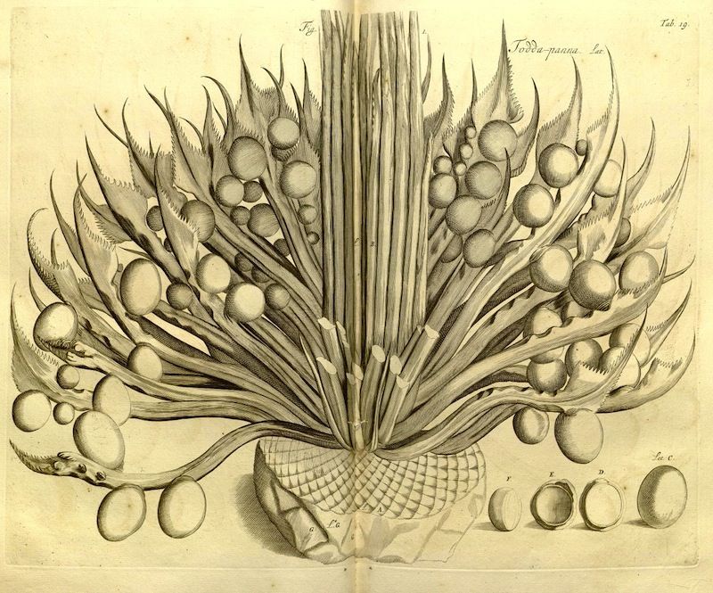 Vintage illustration of a sea creature emerging from a shell.