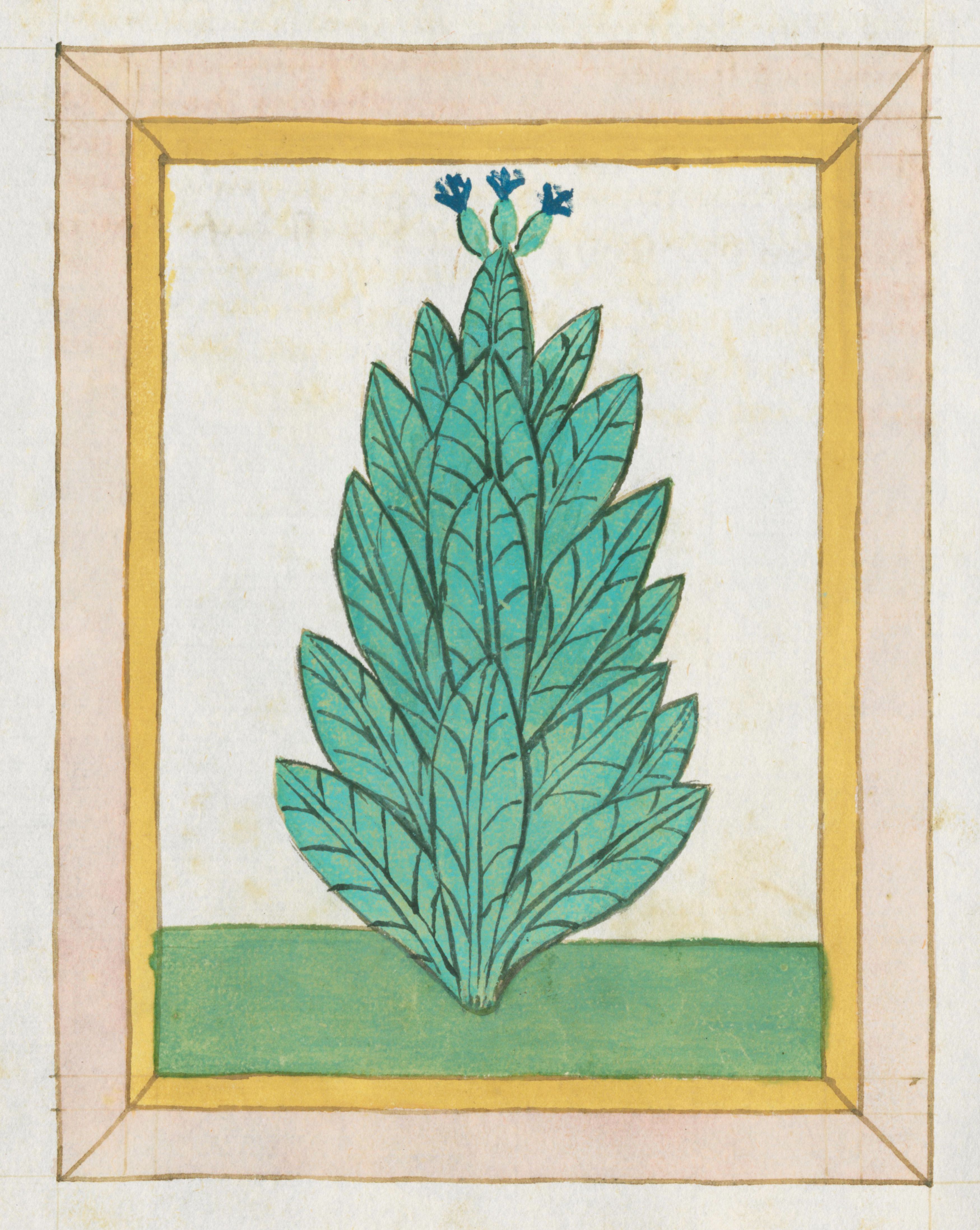 A detailed illustration of a teal and green plant within a golden-yellow frame, reminiscent of a historical botanical manuscript.