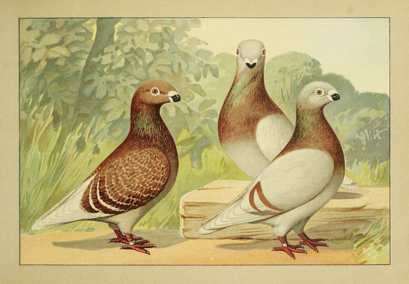 Vintage illustration of three pigeons in a natural setting.