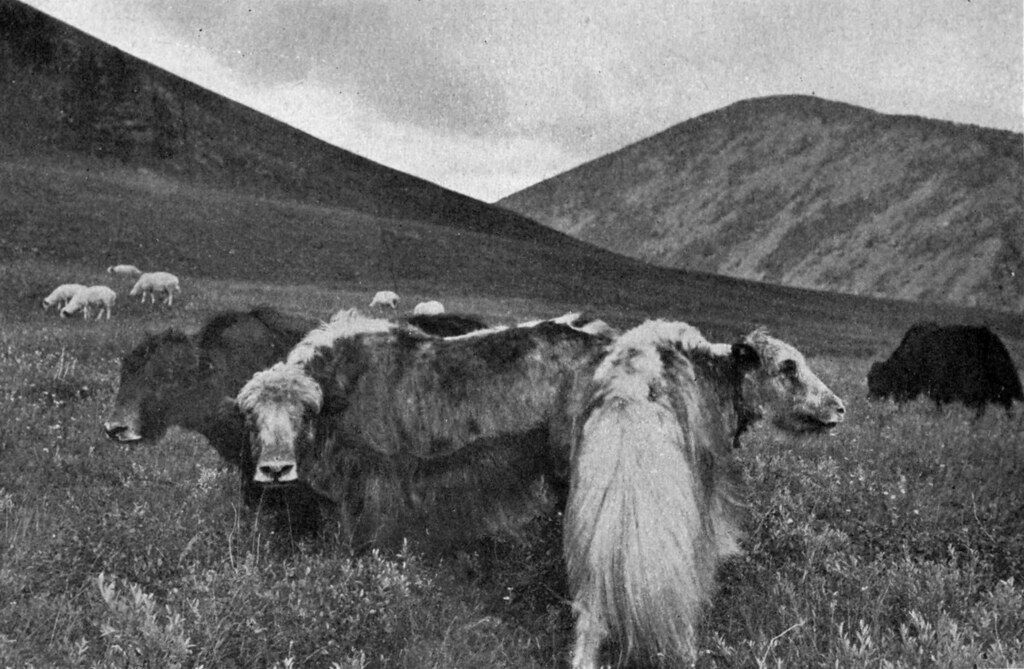 A black and white photograph of a group of yaks grazing in a mountainous grassland.