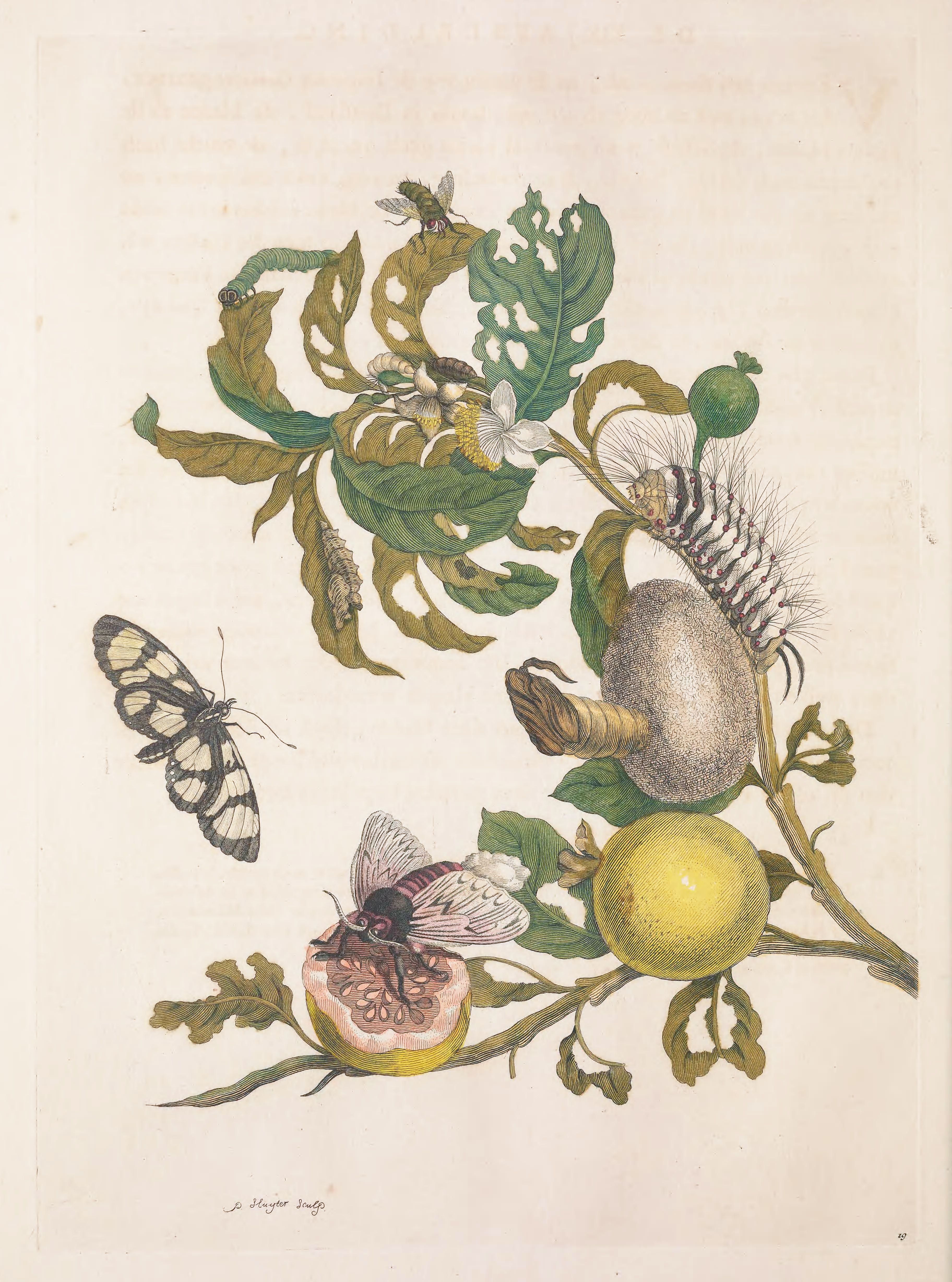 Watercolor painting of a plant with insects and fruit.
