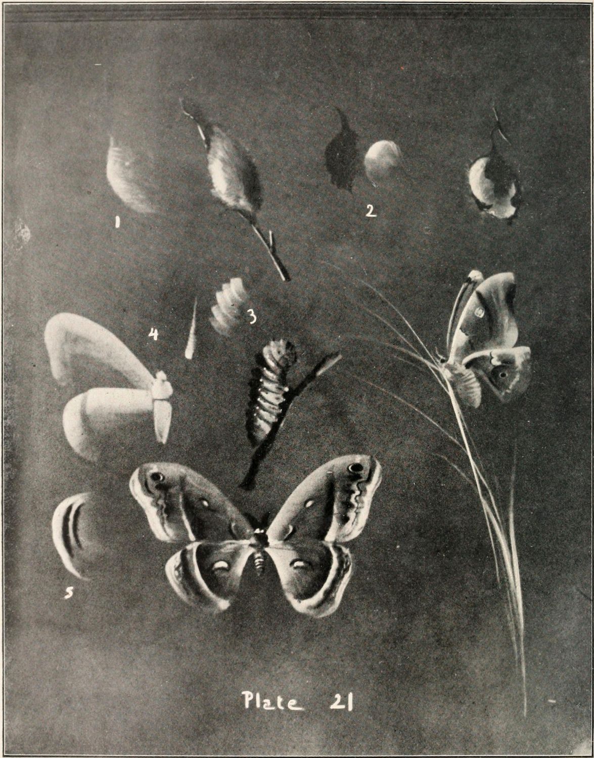 Vintage black and white illustration of a moth or butterfly life cycle, labeled 'Plate 21'.