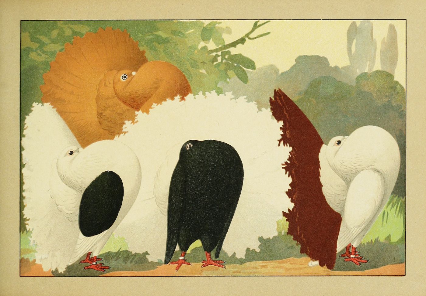 Vintage illustration of three pigeons with unique plumage, set against a muted green and tan background.