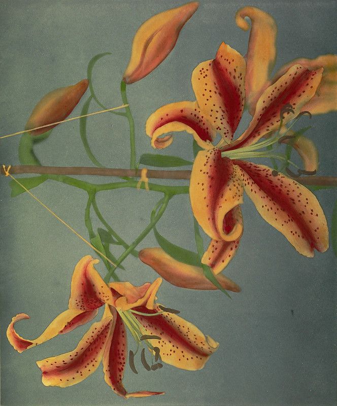 Vintage botanical illustration of reddish-orange lilies with dark speckles, set against a teal background.