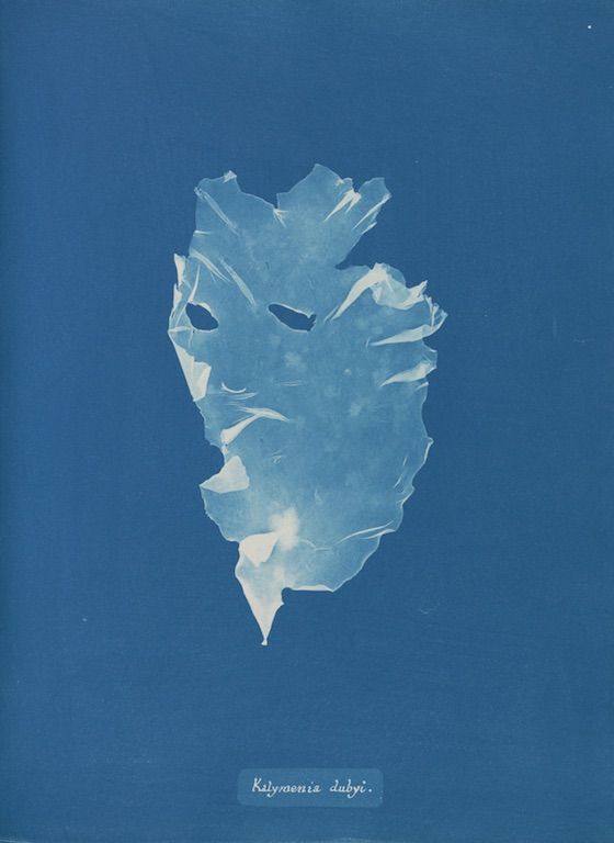 Cyanotype of a seaweed specimen, 'Kylmenia dubyi', against a textured blue background.